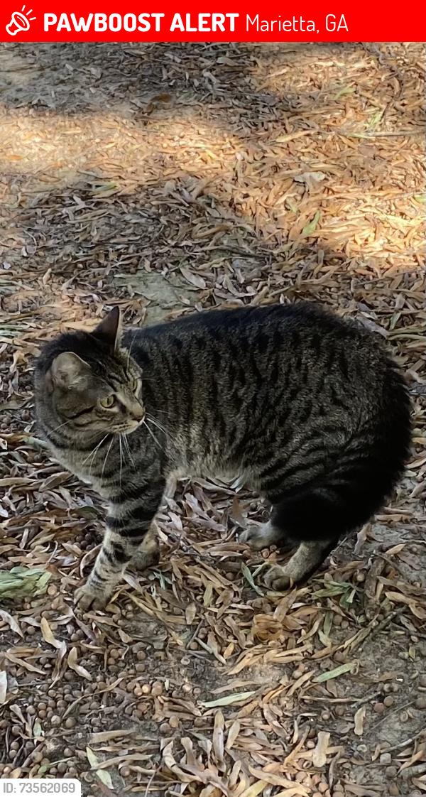Lost Male Cat last seen Azalea Springs apmts / Kroger, Marietta, GA 30068
