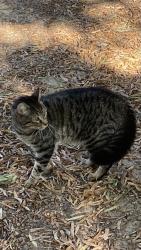 Lost Male Cat last seen Azalea Springs apmts / Kroger, Marietta, GA 30068
