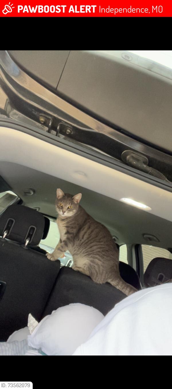 Lost Female Cat last seen Clermont elementary, Independence, MO 64056