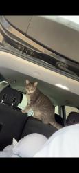 Lost Female Cat last seen Clermont elementary, Independence, MO 64056