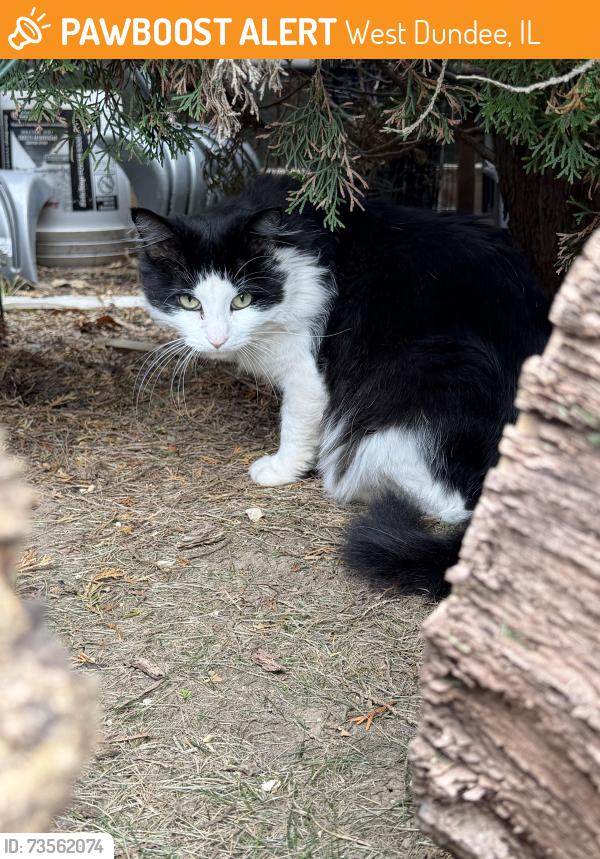 Found/Stray Unknown Cat last seen Randall / 72, West Dundee, IL 60118