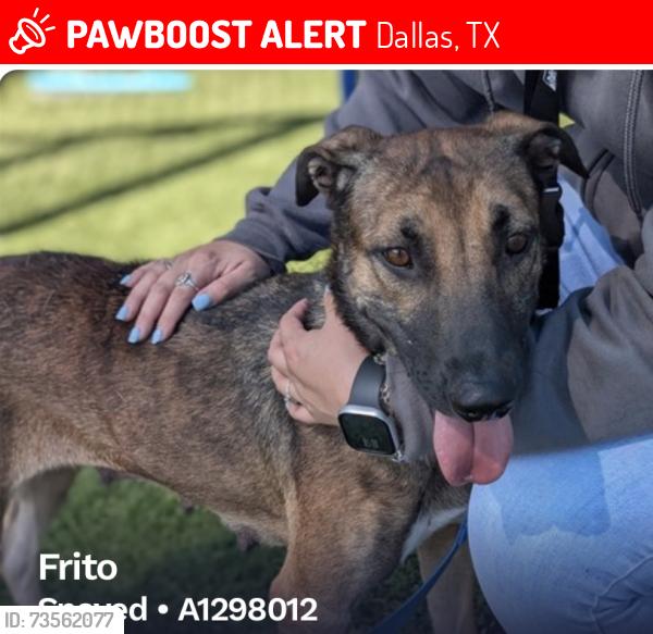 Lost Female Dog last seen Southwestern Bell, Dallas, TX 75228