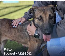 Lost Female Dog last seen Southwestern Bell, Dallas, TX 75228