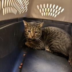 Shelter Stray Male Cat last seen , 244 Georgetown Rd, Jacksonville, NC 28540, USA