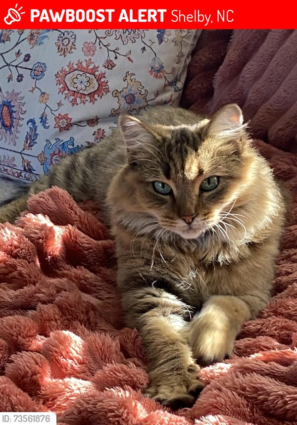 Lost Female Cat last seen Sally’s Beauty in the adjacent woods, Shelby, NC 28152