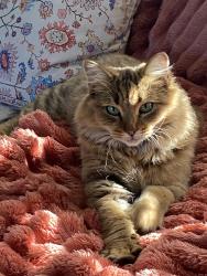 Lost Female Cat last seen Sally’s Beauty in the adjacent woods, Shelby, NC 28152