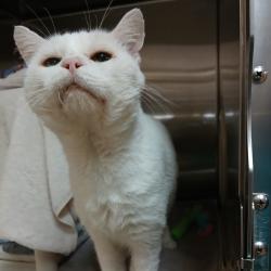 Shelter Stray Male Cat last seen , 361 S Raymond Ave, Pasadena, CA 91105, USA