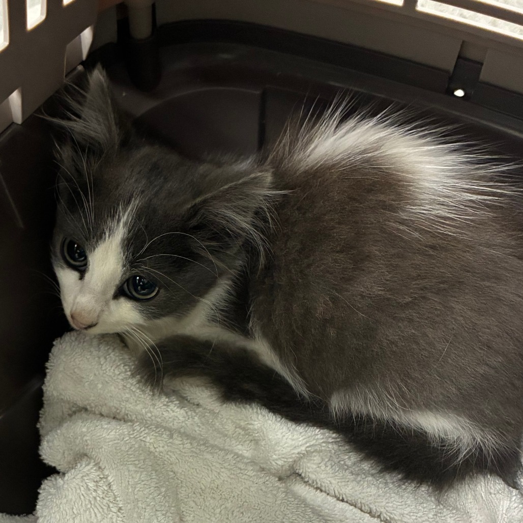 Shelter Stray Male Cat last seen , 1013 Garfield St, Oak Park, IL 60304, USA