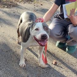 Shelter Stray Female Dog last seen , 2350 Appling City Cove, Memphis, TN 38133, USA