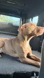 Found/Stray Male Dog last seen Strawberry festival grounds, Plant City, FL 33563
