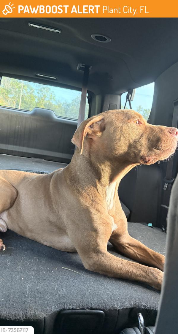 Found/Stray Male Dog last seen Strawberry festival grounds, Plant City, FL 33563