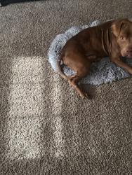 Reunited Male Dog last seen Brice and Main , near Balsam and surrounding streets, Reynoldsburg, OH 43068
