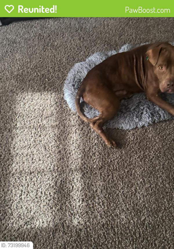 Reunited Male Dog last seen Brice and Main , near Balsam and surrounding streets, Reynoldsburg, OH 43068