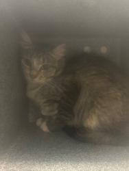 Shelter Stray Female Cat last seen Near W 1300 S, Woods Cross, UT 84087, USA, 1422 E 600 N, Fruit Heights, UT 84037, USA