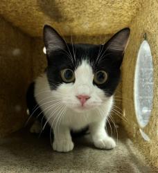 Shelter Stray Female Cat last seen Near Shepard Ln, Farmington, UT 84025, USA, 1422 E 600 N, Fruit Heights, UT 84037, USA