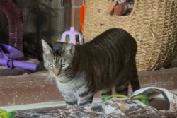 Reunited Male Cat last seen Milford St. & Walnut, Orange, CA 92867