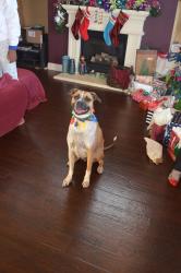 Lost Male Dog last seen Latimer Dr. Frisco TX, Frisco, TX 75033
