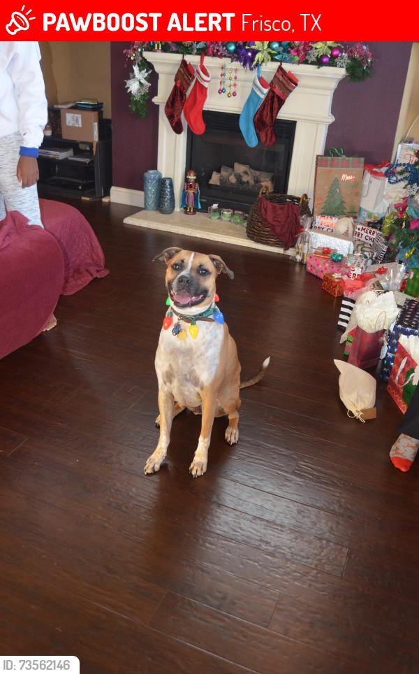 Lost Male Dog last seen Latimer Dr. Frisco TX, Frisco, TX 75033