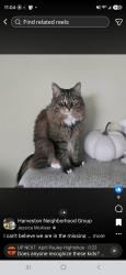Reunited Male Cat last seen Harveston lake, Temecula, CA 92591
