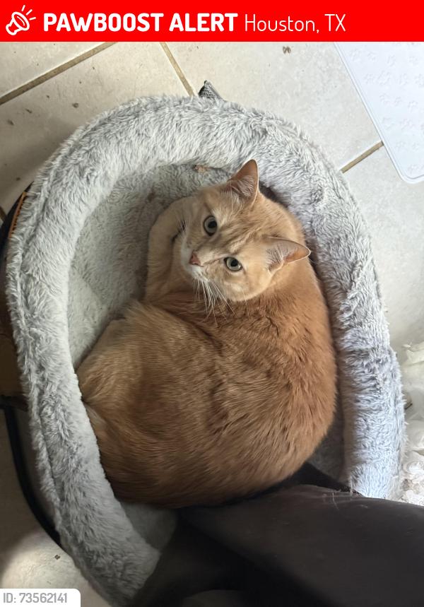 Lost Male Cat last seen Near Hammerly Blvd #199 Houston,Tx. 77043, Houston, TX 77043