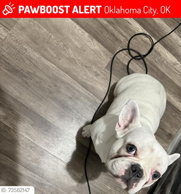 Lost Male Dog last seen Del city, Oklahoma City, OK 73135