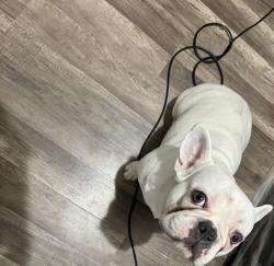 Lost Male Dog last seen Del city, Oklahoma City, OK 73135
