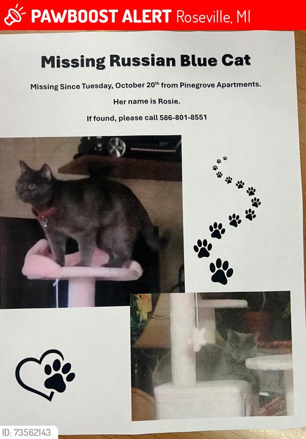 Lost Female Cat last seen Utica road, just north of common., Roseville, MI 48066