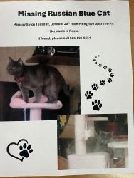 Lost Female Cat last seen Utica road, just north of common., Roseville, MI 48066