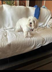 Reunited Male Dog last seen Tanglewood and Mizell, Duncanville, TX 75116