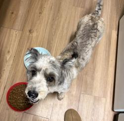 Reunited Female Dog last seen Water street, Weatherford, TX 76086