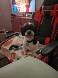 Reunited Female Dog last seen Sublett and Bowen, Arlington, TX 76017