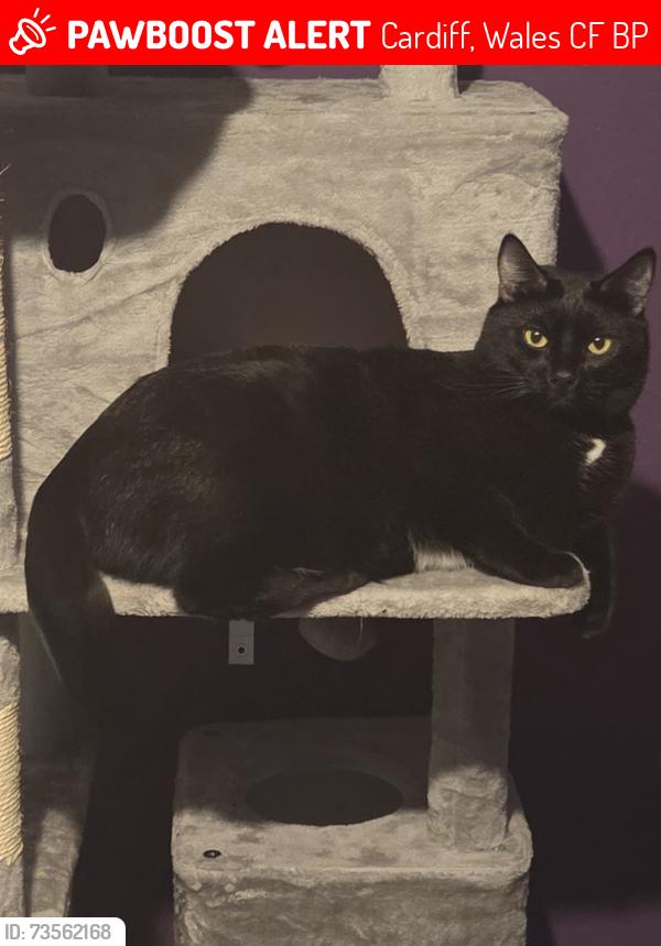 Lost Male Cat last seen Lawrenny avenue, Cardiff, Wales CF11 8BP