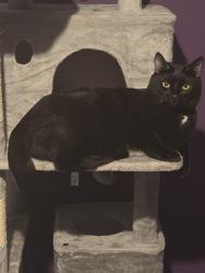Lost Male Cat last seen Lawrenny avenue, Cardiff, Wales CF11 8BP