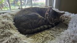 Reunited Female Cat last seen Yates, Memphis, TN 38120