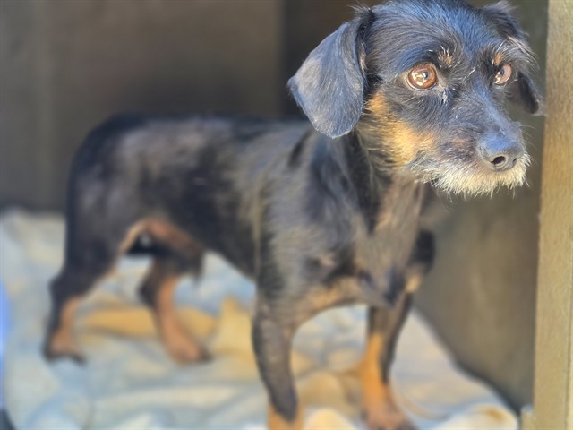 Shelter Stray Male Dog last seen , 11258 Garfield Ave, Downey, CA 90242, USA