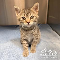 Shelter Stray Female Cat last seen SAND CANYON/PAYTON, 92620, 6443 Oak Canyon, Irvine, CA 92618, USA