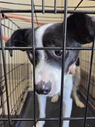 Shelter Stray Male Dog last seen Near BLOCK PEMAQUID ROAD, 3528 Newburg Rd, Louisville, KY 40218, USA