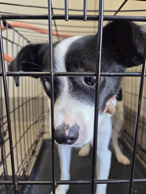 Shelter Stray Male Dog last seen Near BLOCK PEMAQUID ROAD, 3528 Newburg Rd, Louisville, KY 40218, USA