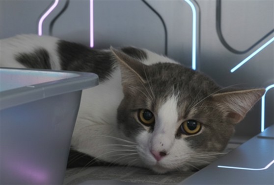 Shelter Stray Male Cat last seen , 957 N Gaffey St, San Pedro, CA 90731, USA