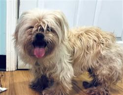 Shelter Stray Unknown Dog last seen LAKESHORE DR/CLAY BLVD EUSTIS 32726, 12280 County Rd 448, Tavares, FL 32778, USA