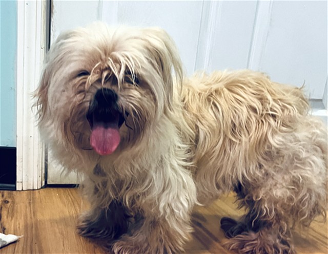 Shelter Stray Unknown Dog last seen LAKESHORE DR/CLAY BLVD EUSTIS 32726, 12280 County Rd 448, Tavares, FL 32778, USA