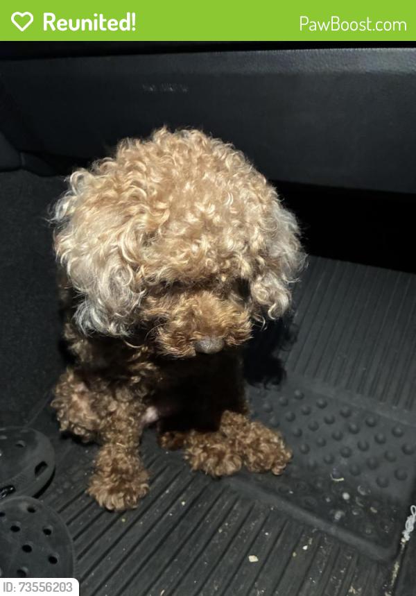 Reunited Female Dog last seen Henderson and newbridge, San Mateo, CA 94401