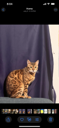Reunited Male Cat last seen Dutch Bros El Monte, Dinuba, CA 93618