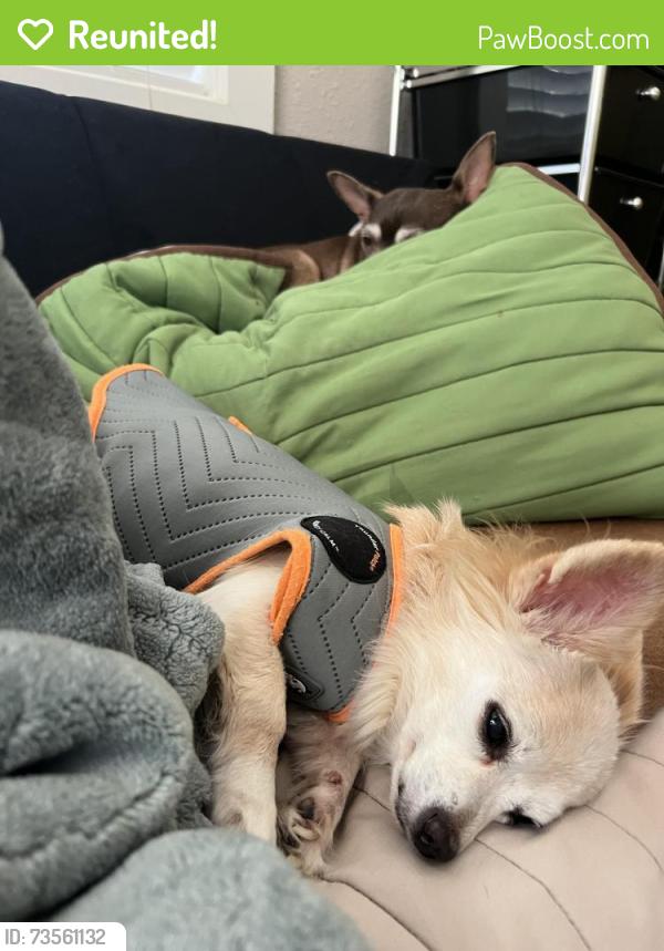 Reunited Female Dog last seen Columbia and West Willow near Victory Park, Stockton, CA 95203