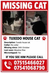 Lost Male Cat last seen Hilmied, Somerset, England BA4 5NU