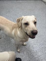 Shelter Stray Male Dog last seen Old State Rd, Knox County GP, TN, 3201 Division St, Knoxville, TN 37919, USA