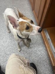 Shelter Stray Male Dog last seen US 640, Knox County GP, TN, 3201 Division St, Knoxville, TN 37919, USA
