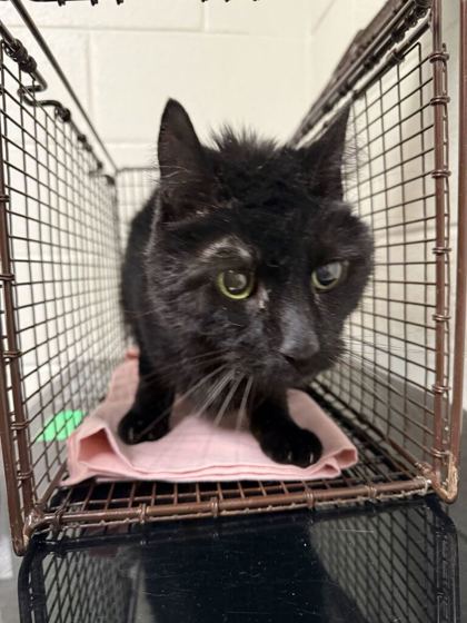 Shelter Stray Male Cat last seen Near Carriage House Way, Knox County GP, TN, 3201 Division St, Knoxville, TN 37919, USA