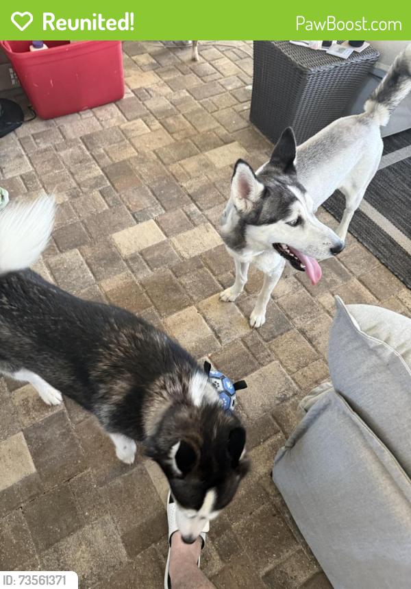 Reunited Female Dog last seen Shortleaf Ct, North Weeki Wachee, FL 34613