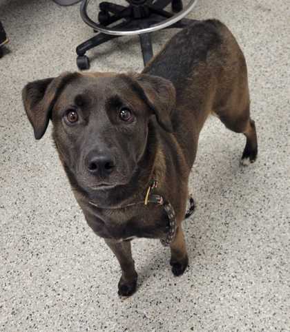 Shelter Stray Female Dog last seen Near E. Meyer Blvd., 64132, MO, 7077 Elmwood Ave, Kansas City, MO 64132, USA